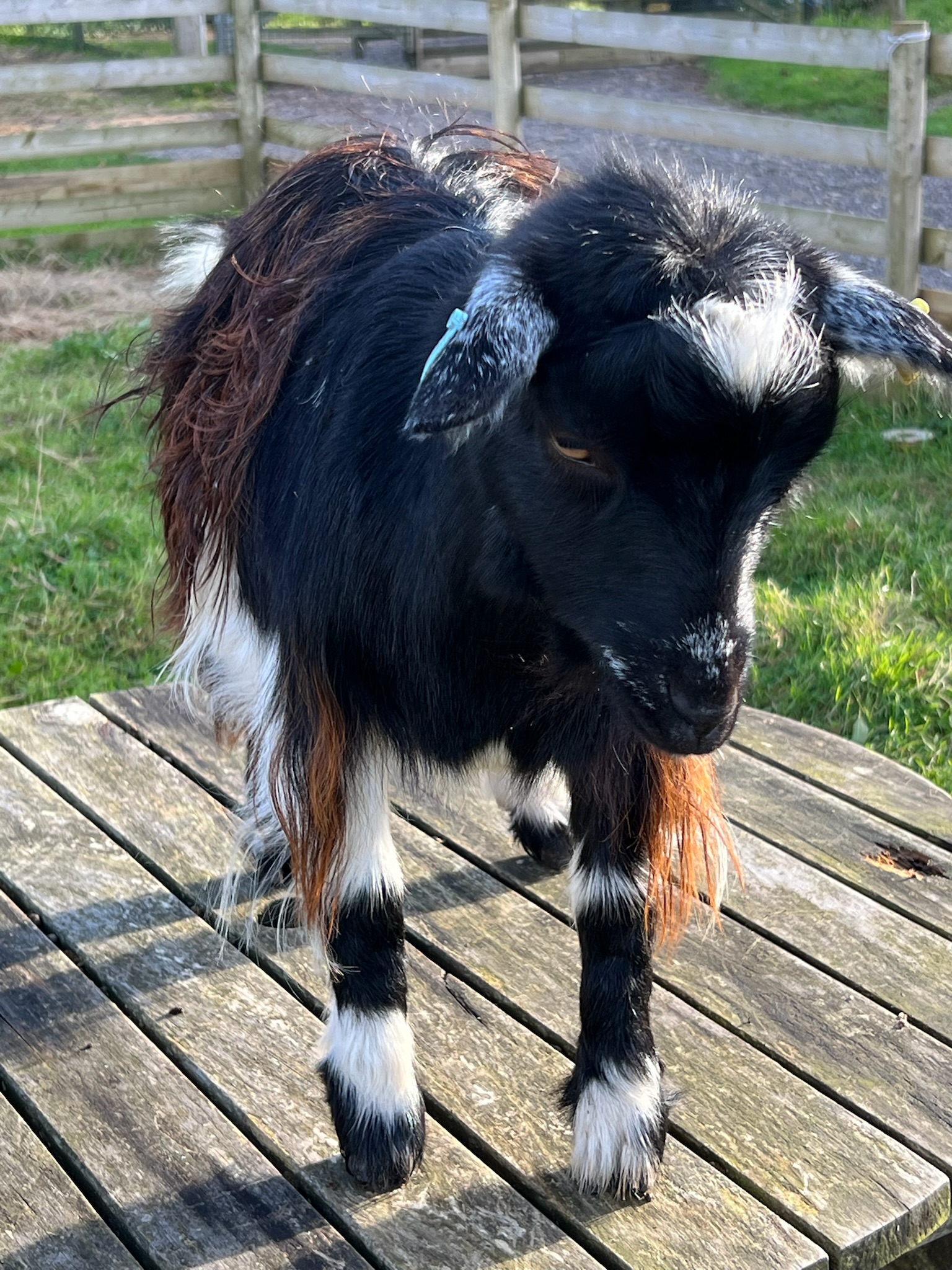 Goats