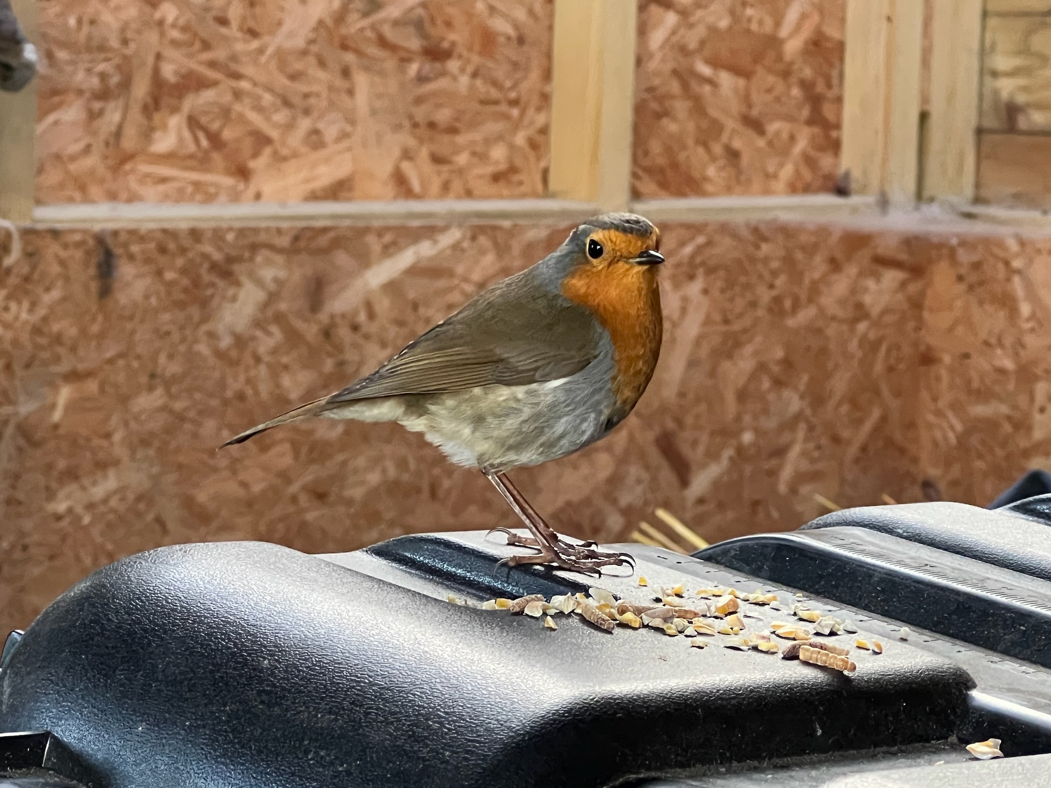 Birds