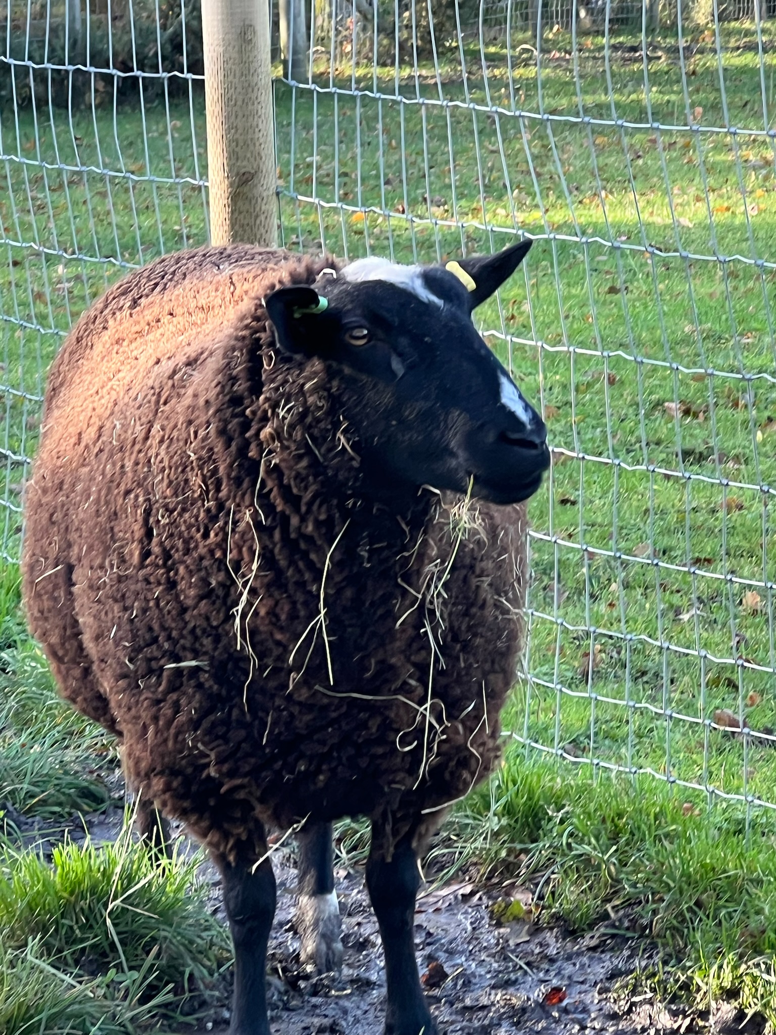 Sheep