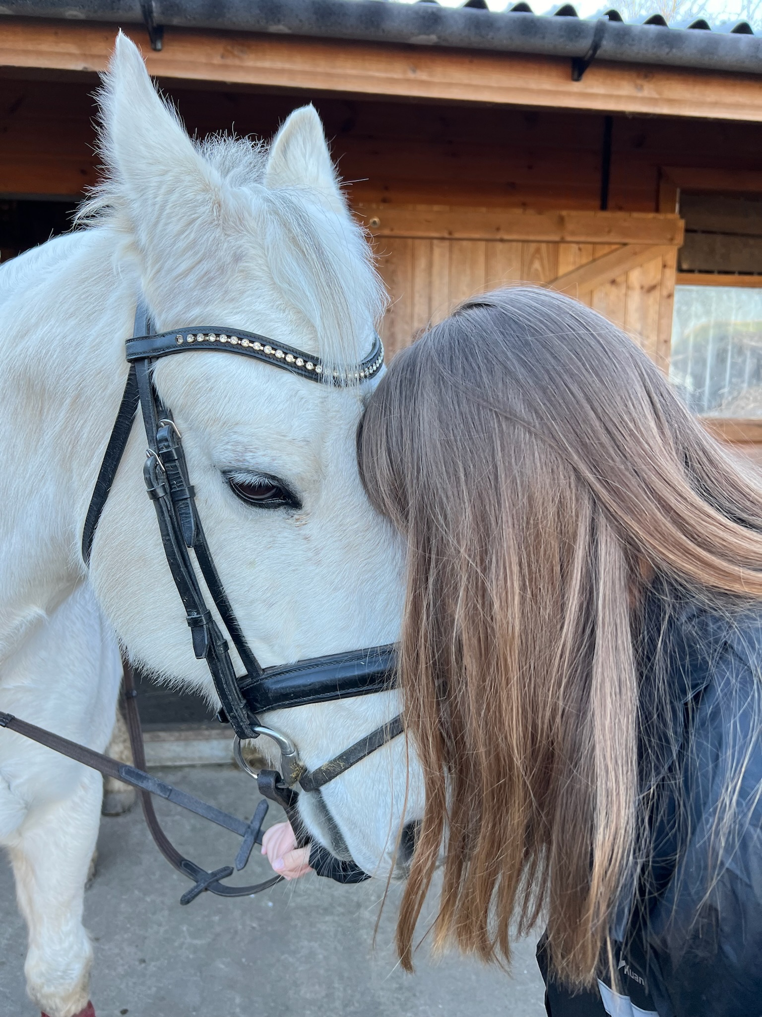 Horses