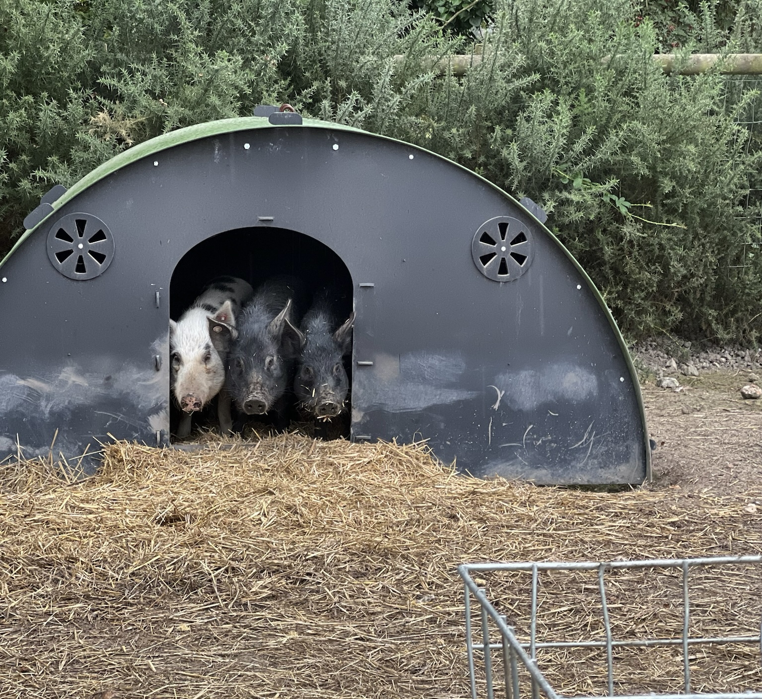 Pigs